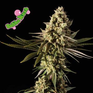 Bubba Kush Feminised Seeds - 10