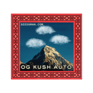 OG Kush Auto Feminised Seeds - 3