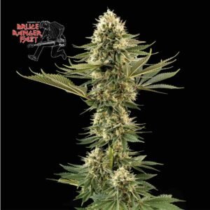 Bruce Banger Fast Feminised Seeds - 5
