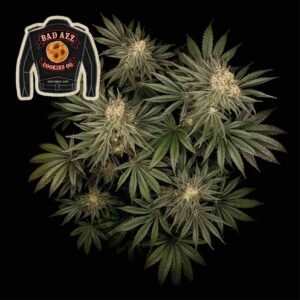 Badazz Cookies OG Feminised Seeds - 3