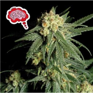 Amnesia Fast Feminised Seeds - 5