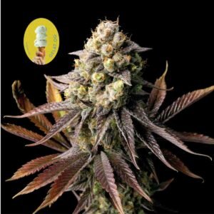 Gelat.OG Feminised Seeds - 5