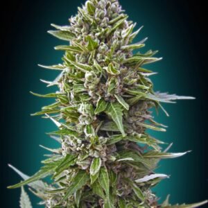 Northern Lights Auto Feminised Seeds - BULK x 100