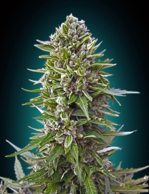 Northern Lights Auto Feminised Seeds - BULK x 100