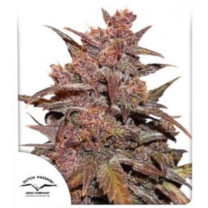 Blackberry Kush CBD Auto Feminised Seeds - 3