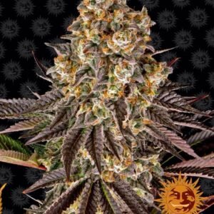 Gelato 45 Feminised Seeds - 1