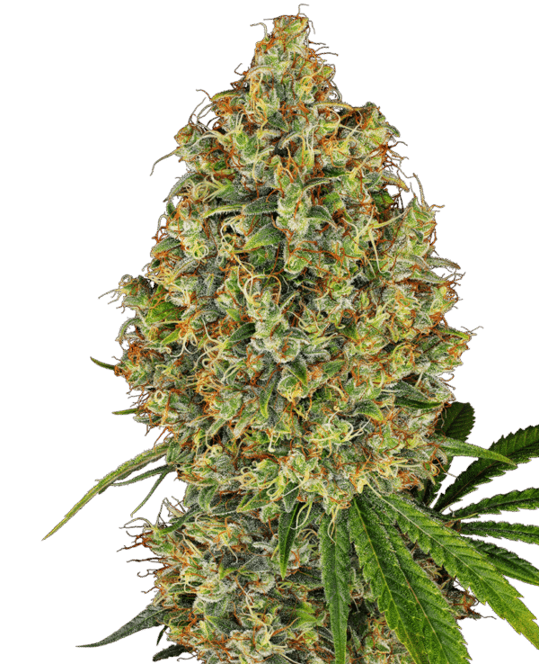 AK-420 Feminised Seeds - 5