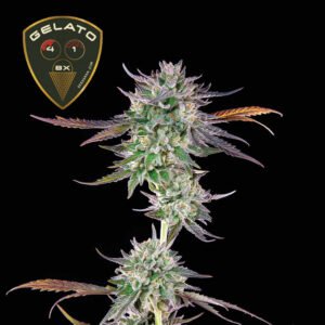 Gelato 41 BX Feminised Seeds - 5