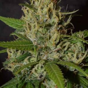 Oaxaca A5 Haze Feminised Seeds - 1