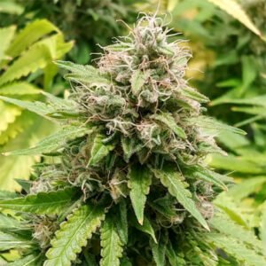 Trainwreck Feminized - Bulk x 100