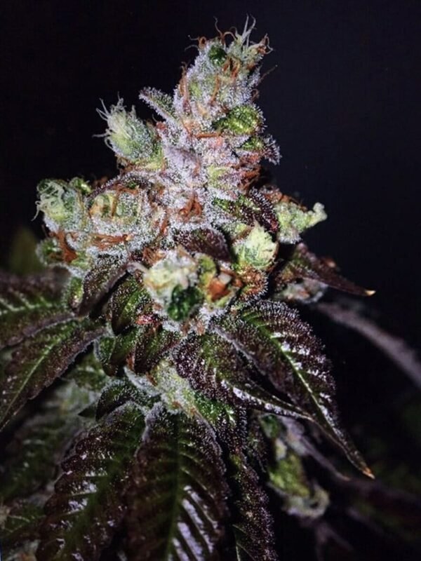 Island Punch Auto Feminised Seeds - 6