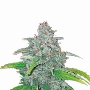 Blue Dream Auto Feminized Seeds - 5