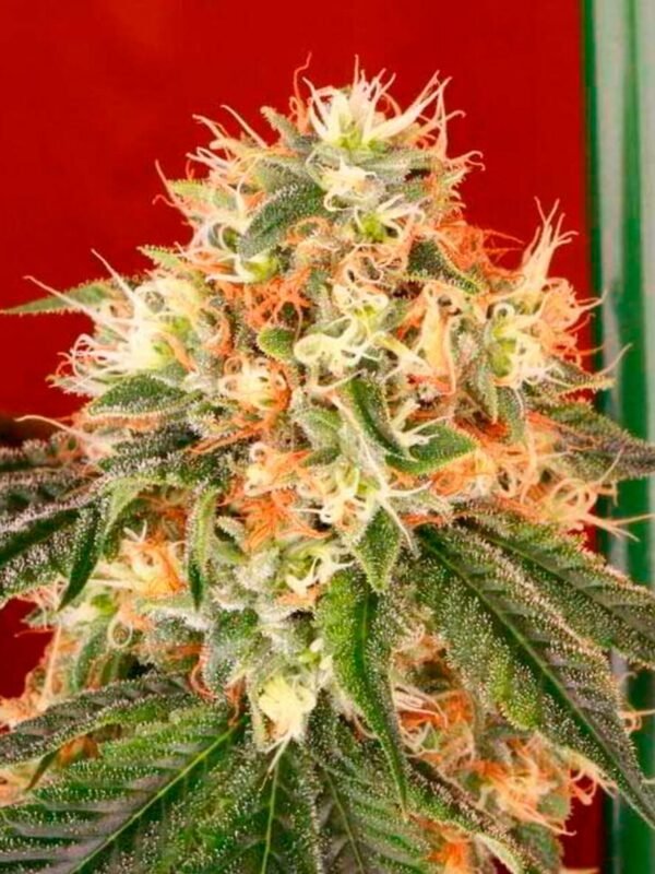 Deadhead OG Auto Feminised Seeds - 6