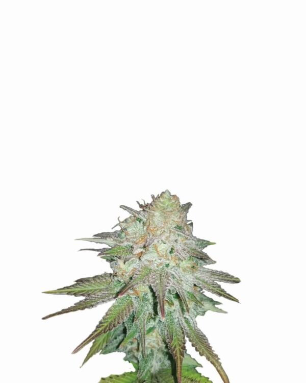 Raspberry Cough Auto Feminised Seeds - 5