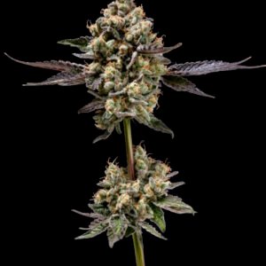 Afghani Mints Regular Seeds - 11