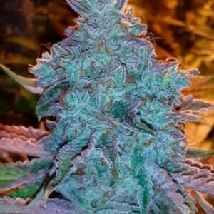 Girl Scout Cookies Auto Feminised Seeds - 6