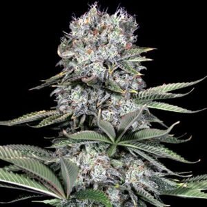 Runtz 13 Feminised Seeds - 5