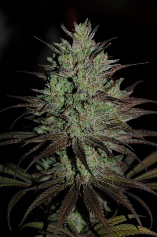 ACE SEEDS - CBD #1 Feminised Seeds - 5 PACK - Image 9