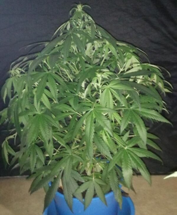 ACE SEEDS - CBD #1 Feminised Seeds - 5 PACK - Image 19