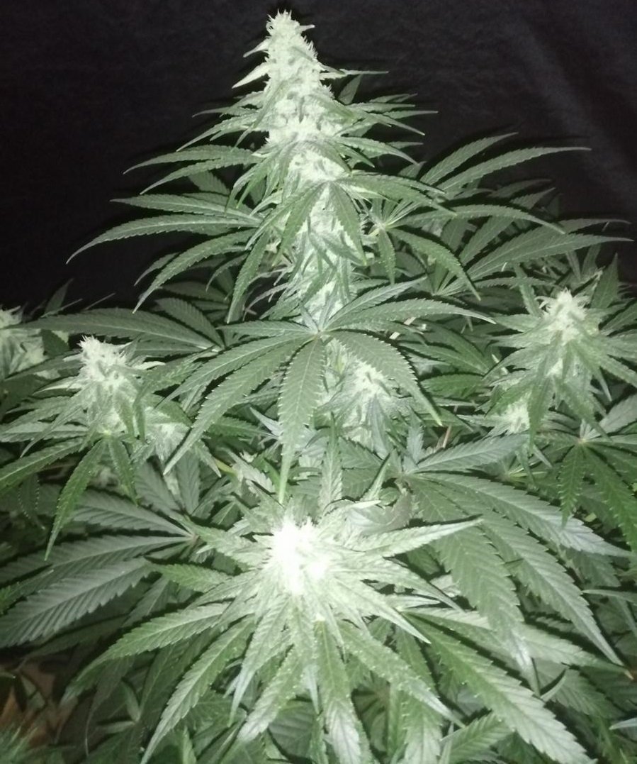 ACE SEEDS - CBD #1 Feminised Seeds - 5 PACK - Image 17
