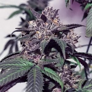 Purple Diesel Feminised Seeds - 6