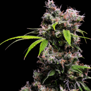 Golden Pineapple S1 Feminised Seeds - 5