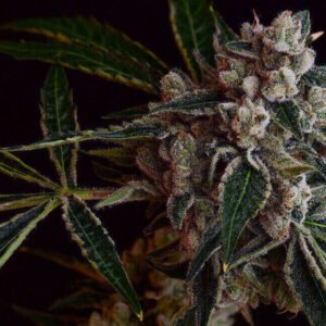 LA Kosher Kush Regular Seeds - 11