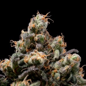 Northern Mints Regular Seeds - 11