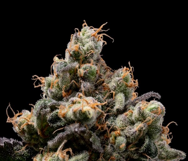 Northern Mints Regular Seeds - 11