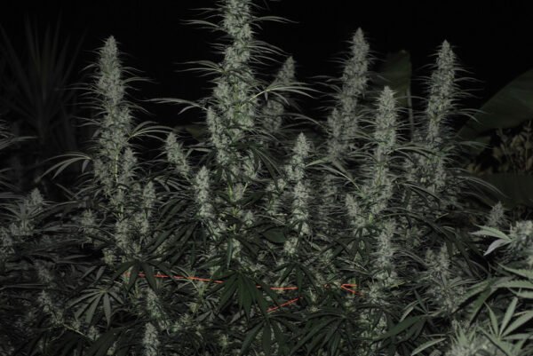 ACE SEEDS - Super Malawi Haze Feminised Seeds - 5 PACK - Image 4